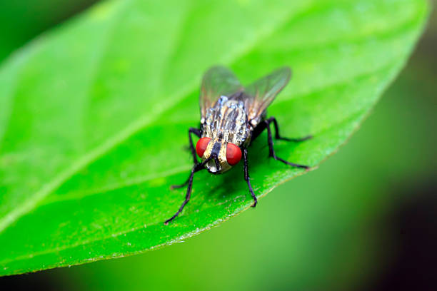 istock Tachinidae on plant 2226752580