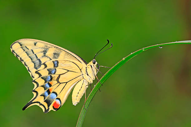 Beautiful butterfly is on multi colored flower in nature.