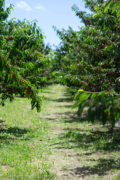 Bing cherry blossoms on orchard trees.\n\nTaken in Gilroy California, USA