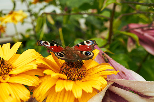 Red and black butterfly is sitting on a yellow flower. The butterfly is surrounded by other flowers, and there are some bees in the background. Concept of tranquility and beauty, as the butterfly