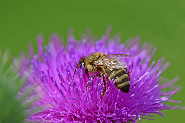 istock bee on  flower of a bull thistle 2226754927
