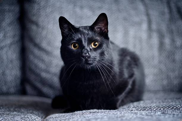 Black cat chilling on a gray sofa and looking curious at camera. Horizontal image with selective focus.