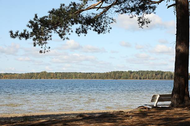 istock Beautiful pine tree and bench near river 2226756307