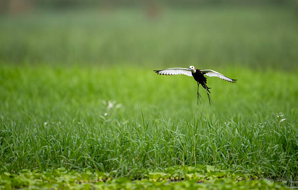 istock Graceful Flight of Pheasant-tailed Jacana Over Wetlands 2226756404