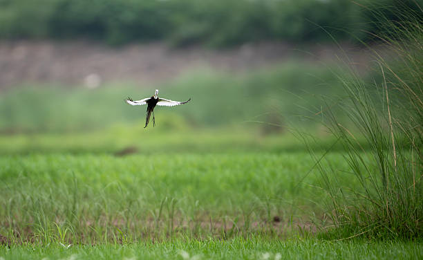 istock Elegant Wetland Bird Taking Off with Open Wings 2226756558
