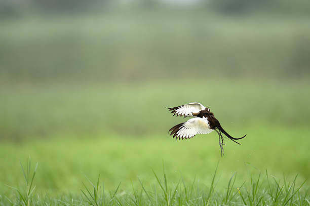 istock Elegant Wetland Bird Taking Off with Open Wings 2226756585