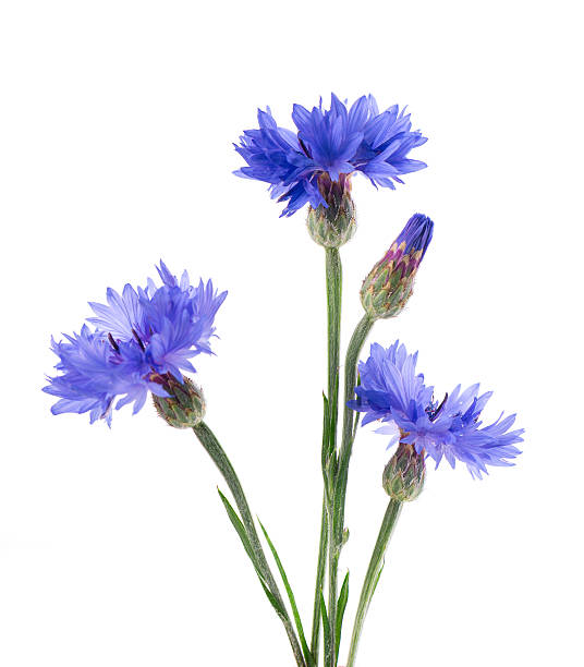 Blue Cornflower isolated on white background. Centaurea cyanus or bachelor's button flowers.
