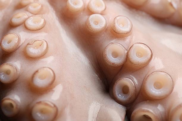 istock One fresh raw octopus as background, closeup 2226758702
