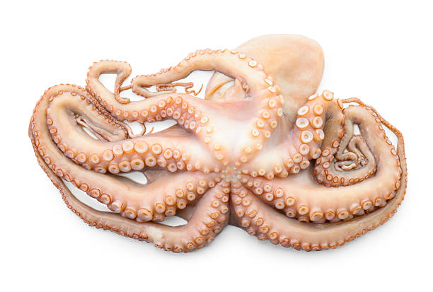 istock One fresh raw octopus isolated on white, top view 2226758711