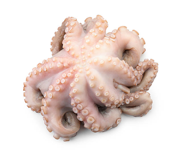 istock One fresh raw octopus isolated on white, top view 2226758716
