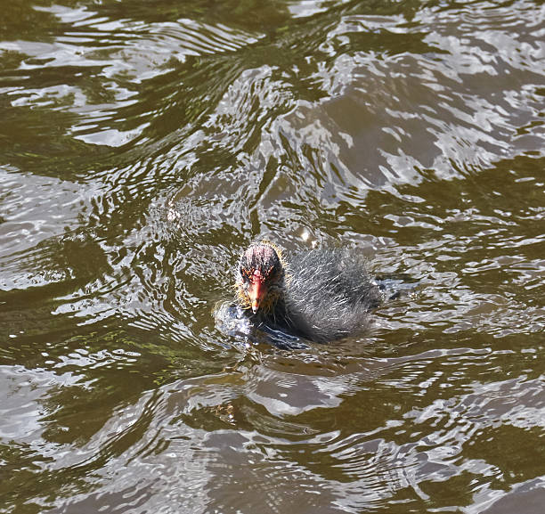 istock Coot chick swimming alone without parents, macro. 2226759325