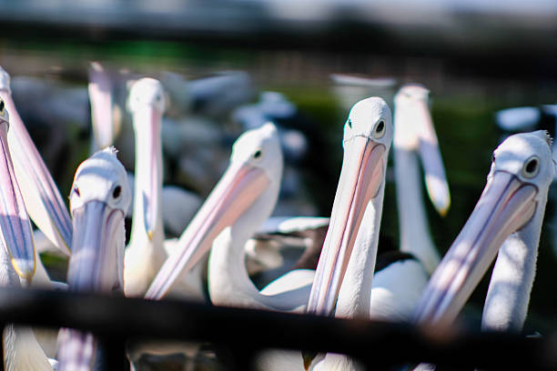 istock A close-up image of several pelicans standing together, their long beaks and striking features prominently in focus. The birds are captured with blurred surroundings, offering a soft bokeh effect. 2226760870