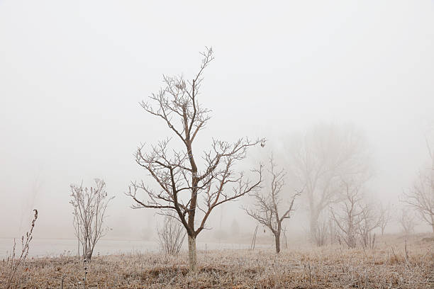 istock Trees in the winter fog 2226761033
