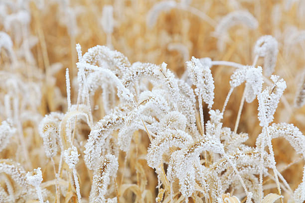 Setaria in frost and snow
