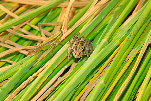 frog and grasshopper on plant in the wild