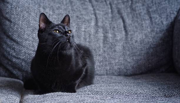 istock Black cat chilling on a gray sofa and looking curious away. Panoramic image with copy space. 2226761726