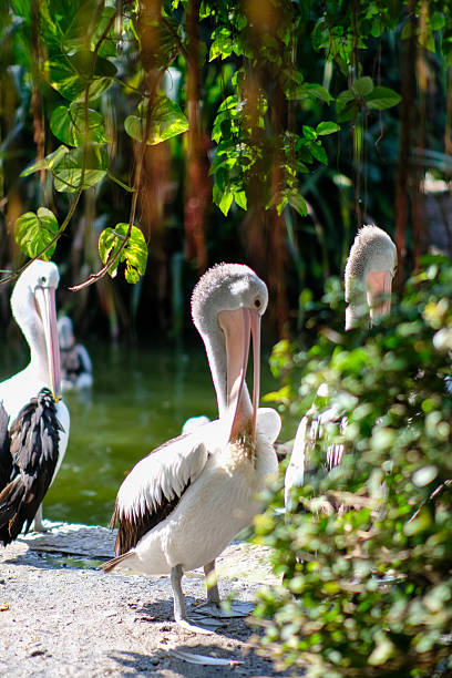 istock Several pelicans standing by the water, with one in focus while others are slightly blurred in the background. The scene is framed by vibrant green foliage, capturing a peaceful wildlife moment. 2226761791