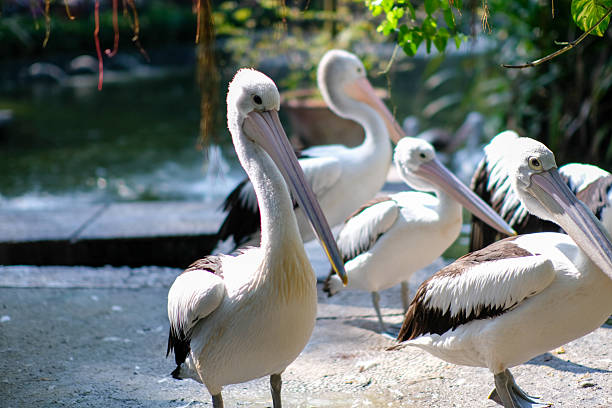 istock A pelican standing prominently near a pond, captured in sharp focus with its long beak and distinct features. The background includes more pelicans and lush greenery, creating a peaceful natural scene. 2226761908