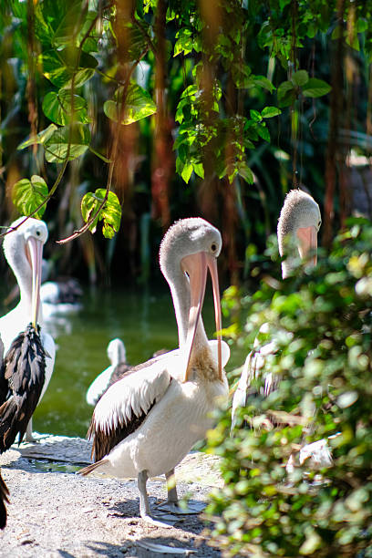 Several pelicans standing by the water, with one in focus while others are slightly blurred in the background. The scene is framed by vibrant green foliage, capturing a peaceful wildlife moment.