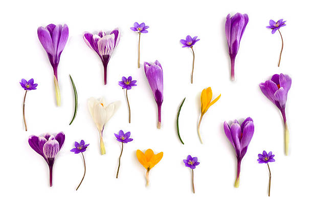 istock Violet, white, yellow crocuses (Crocus vernus) and violet flowers hepatica ( liverleaf or liverwort ) on a white background. Top view, flat lay 2226762980