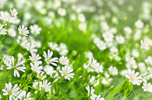 istock Flowers stellaria holostea (starwort, stitchwort, chickweed) in sun light, blooming in spring in forest 2226763198