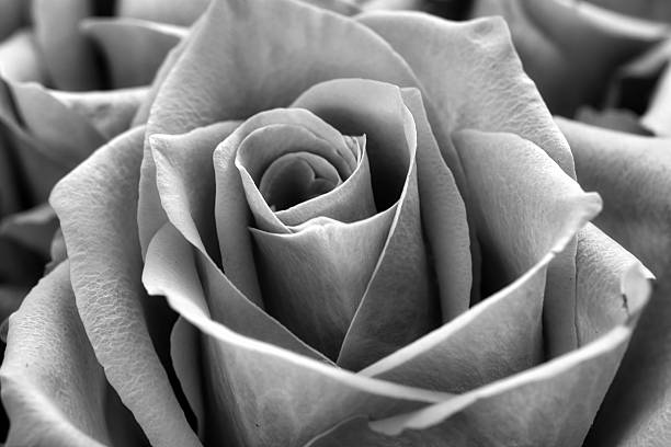 istock Black and white image of a rose, textured petals radiate timeless elegance 2226763215