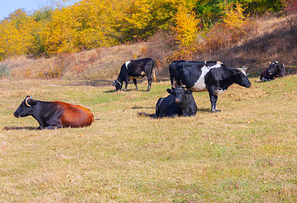 Several cows graze peacefully in a sunny pasture. Autumn colors frame a serene scene of cattle in a meadow