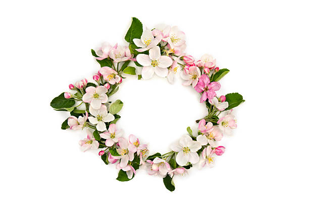 istock Wreath of flowers apple tree on a white background with space for text. Top view, flat lay 2226763250