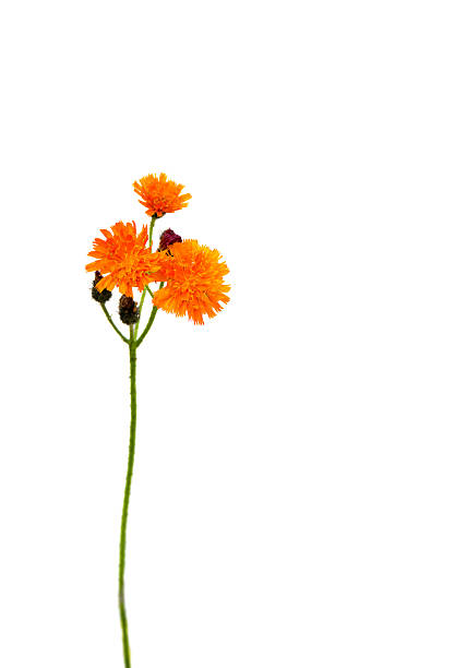 istock Orange flowers Pilosella aurantiaca (common names: fox-and-cubs, orange hawk bit, devil's paintbrush, grim-the-collier ) on white background 2226763322