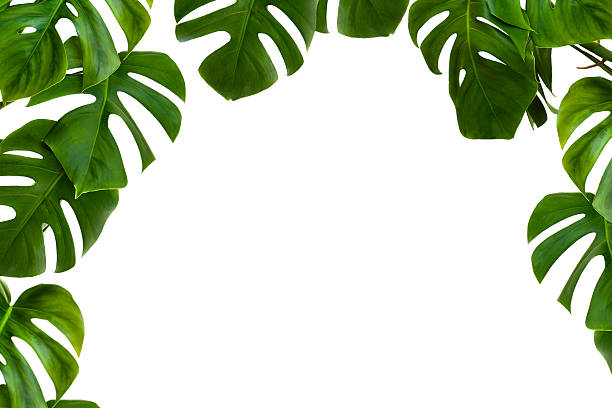 istock Tropical leaves monstera on a white background with space for text. 2226763381