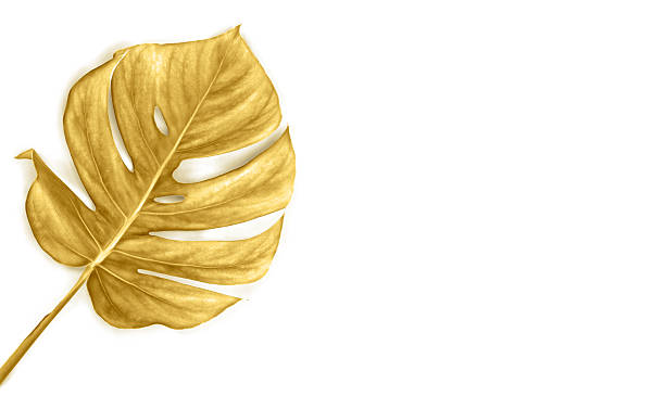istock Tropical golden leaf monstera on white background with space for text. Top view, flat lay 2226763419