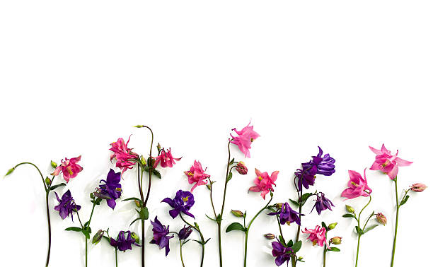 istock Pink and violet flowers columbine ( Aquilegia vulgaris, granny's bonnet ) on a white background. Top view, flat lay 2226763558