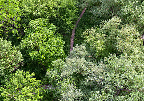 Top view of the path and streamlet through the trees on forest.