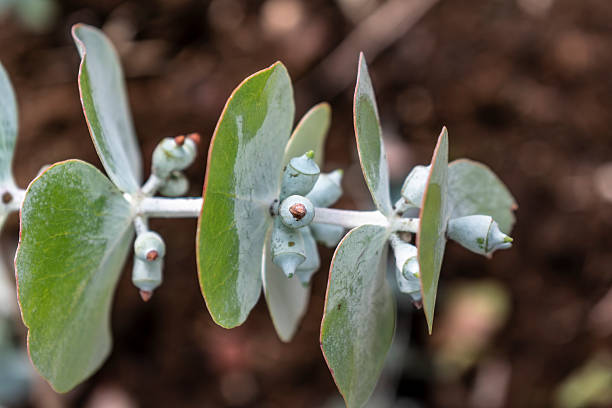 istock Eucalyptus, outdoor plant, leave and branch 2226763637