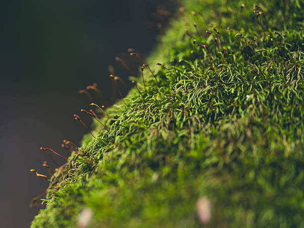 istock Plants growing on the roots of the tree 2226763715