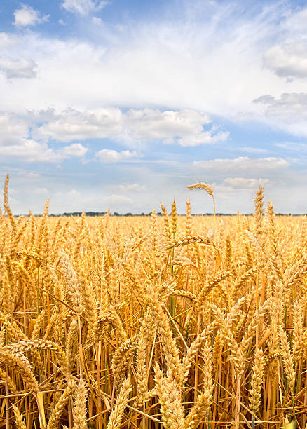 istock Field wheat in period harvest on background cloudy sky 2226763742