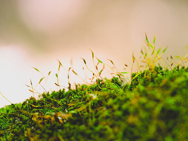 istock Plants growing on the roots of the tree 2226763776
