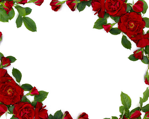 istock Beautiful frame of red roses and buds on white background with space for text. Top view, flat lay 2226763792