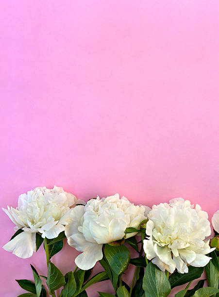 istock White peonies on a of pink paper background with space for text. Top view, flat lay. 2226763964