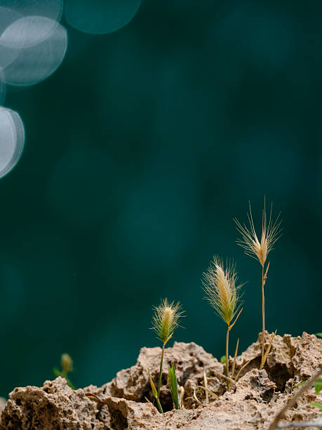 Lovely plants growing in the forest