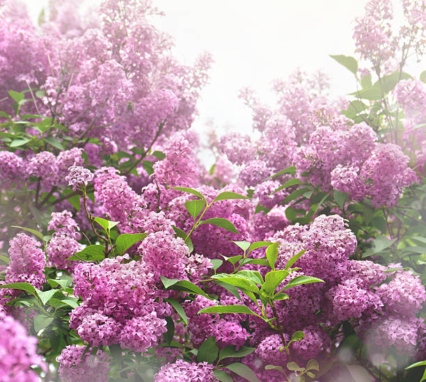 istock Blooming shrub violet lilac (Syringa vulgaris), flowers with leaves in sun light in spring 2226764046