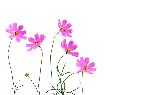 istock Pink flowers cosmos on a white background with space for text. Top view, flat lay 2226764145