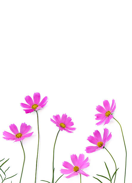 istock Pink flowers cosmos on a white background with space for text. Top view, flat lay 2226764154