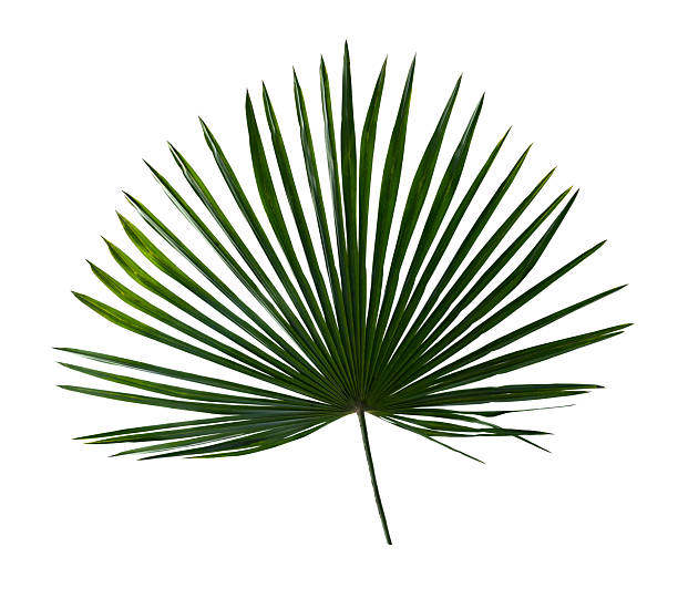 istock Tropical leaf palm tree ( Livistona ) on white background. Top view, flat lay 2226764260