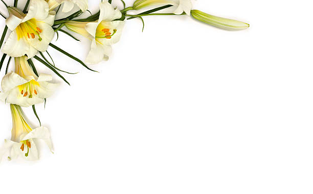 istock White trumpet lilies on a white background with space for text. Top view, flat lay 2226764314