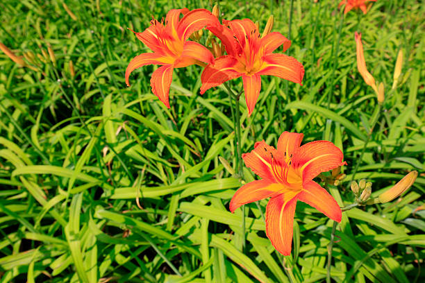 istock Lily flowers in the botanical garden 2226764516