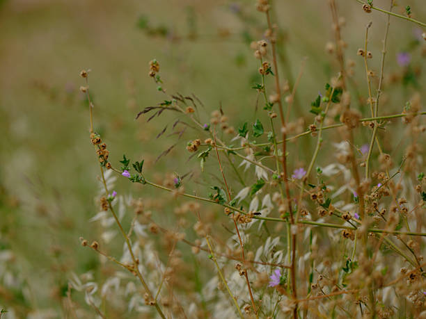 Lovely plants growing in the forest