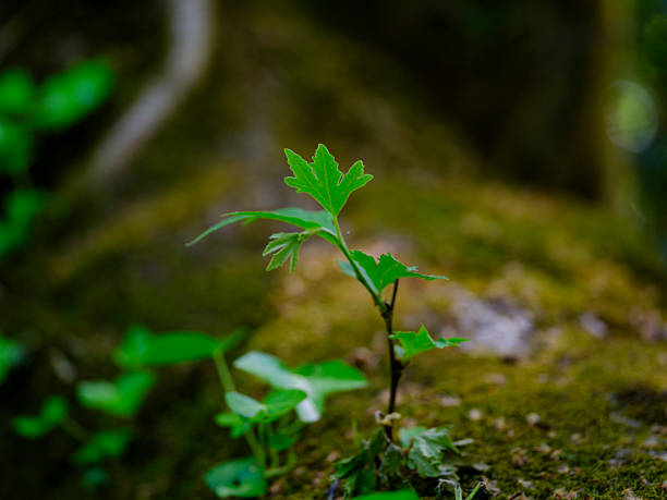 istock The leaves on the tree branch in the forest 2226764852