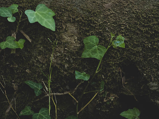 The leaves on the tree branch in the forest