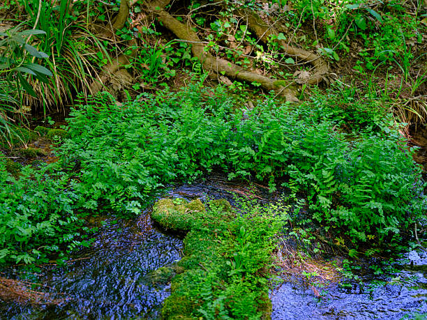 beautiful plants growing by the lake